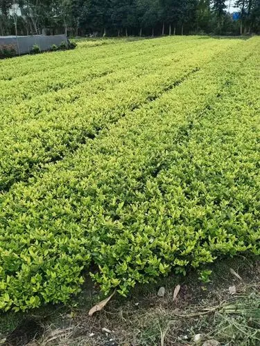 保山城市绿化护栏规范